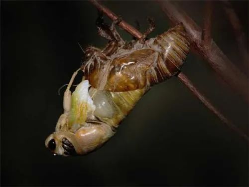 蝉蜕的功效与作用，蝉蜕的食用方法有哪些插图
