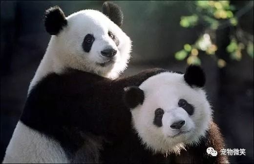 “外交天使”熊猫，各国是如何对待熊猫的呢？插图1