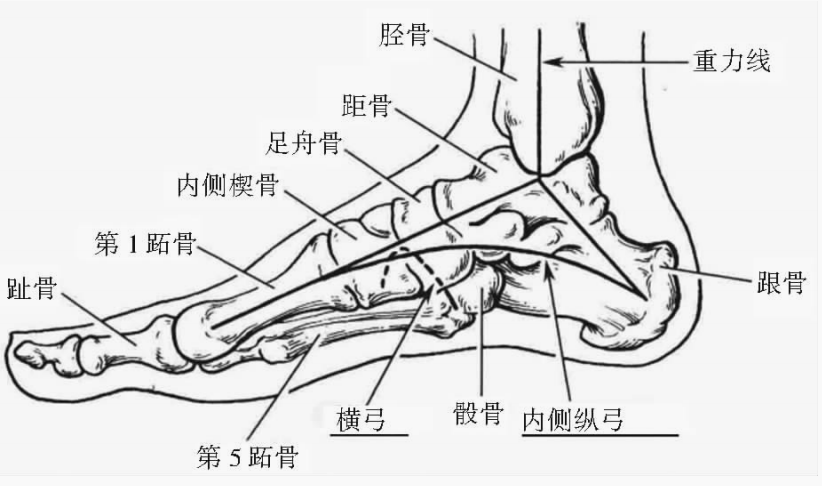 肌肉和关节连结而成的拱形结构,它分为内侧纵弓,外侧纵弓及横弓