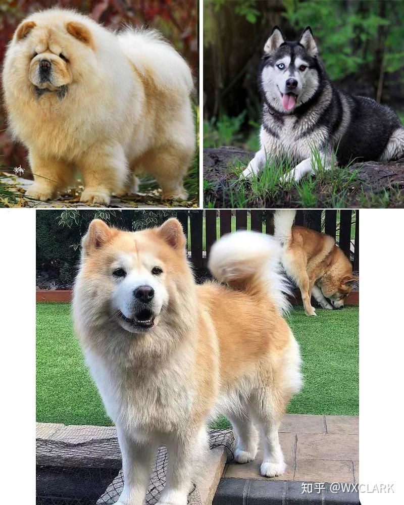 渭南松狮狗哪里买 养串串狗杂交狗是什么感觉?-猫狗爱好网